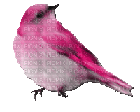 ani--fågel - GIF animé gratuit