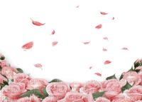 pink roses background with fallen petals - PNG gratuit