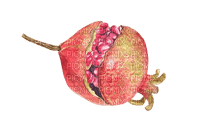Pomegranate - фрее пнг