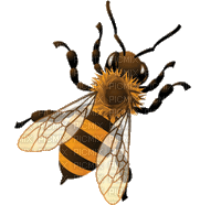 honey bee bp - Besplatni animirani GIF