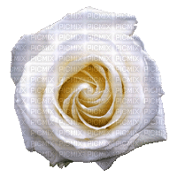 White Rose - Бесплатный анимированный гифка