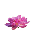 flower,lotus - nemokama png