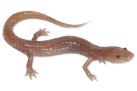 grotto salamander - gratis png
