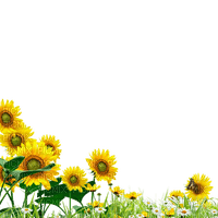 sunflowers Bb2