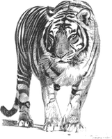 wht tiger stare - Free PNG