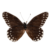 Butterfly - ingyenes png
