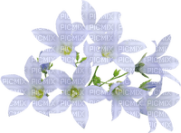 White Flowers - PNG gratuit