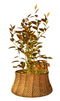 Planta de otoño - png gratis