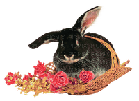 rabbit by nataliplus - png gratuito