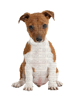 Kaz_Creations Animated Dog Pup - Ilmainen animoitu GIF