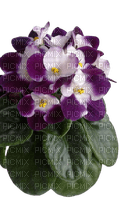 violets - фрее пнг