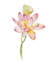 lotus Bb2 - Free PNG