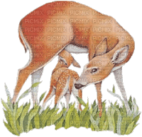 deer-NitsaPap
