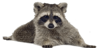Kaz_Creations Raccoon - 免费PNG