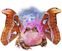 cosmic moth frog