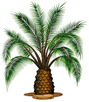 nbl - palm tree - png ฟรี