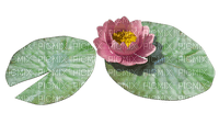 water lily - kostenlos png
