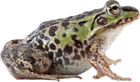 Kaz_Creations Frog Toad - безплатен png