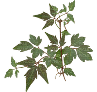 leaves, lehdet, luonto, nature - gratis png