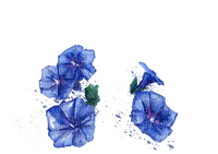 Blue Flowers - png gratis