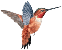 Hummingbird bp - png gratis