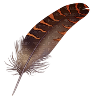 plume ( - Free PNG