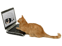 cat on laptop - Free PNG