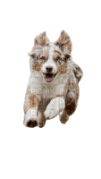 dog hund chien animal tube - 無料png