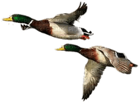 ducks - Free PNG