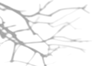 Branche.Branch.Shadow.ombre.Victoriabea - Free PNG