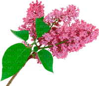 Y.A.M._Summer Flowers Decor lilac - ilmainen png