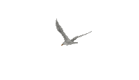 Птица - Δωρεάν κινούμενο GIF