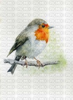 Background Robin - PNG gratuit