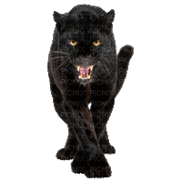 aze panthere noir black - Бесплатный анимированный гифка
