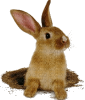 conejo - GIF animado grátis