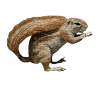 ecureuil - kostenlos png