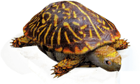 Kaz_Creations Turtle Tortoise - ücretsiz png