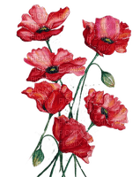 Blumen, Mohnblumen, Flowers, Poppy - png gratis