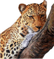 leopardo - ücretsiz png