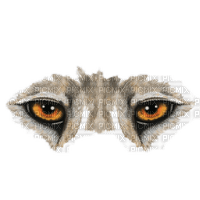 wolf eyes - kostenlos png