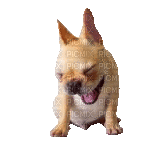 Chihuahua - Kostenlose animierte GIFs