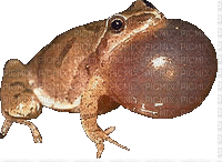 grenouille - Безплатен анимиран GIF