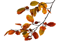 Autumn dm19 - Free PNG