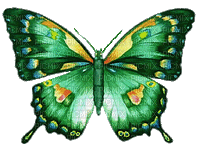 chantalmi papillon butterfly blue green yellow purple vert bleu mauve purple orange multicolore - Бесплатный анимированный гифка