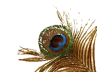 Peacock feather - Бесплатни анимирани ГИФ