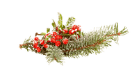 winter branch - png grátis
