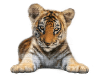 tigre baby dubravka4 - 免费PNG