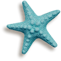 deco  estrella del mar dubravk4 - 免费PNG