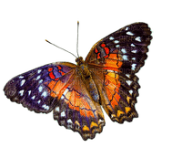 Vlinder - darmowe png