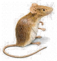 mouse bp - GIF animado gratis
